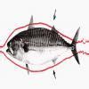 10. The fish is said to be adapted to move in water. This is because ...