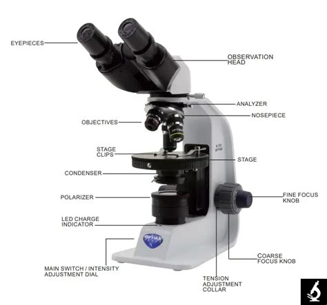 Polarizing Light Microscope 的图像结果