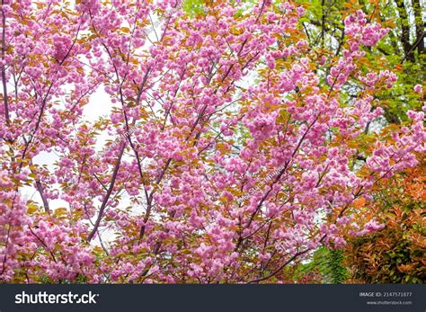 Japan Flowers 的图像结果