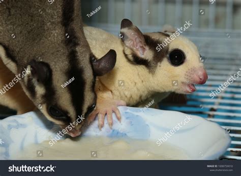 Petaurus Breviceps Sugar Glider Special Pet Stock Photo 1008759010 ...