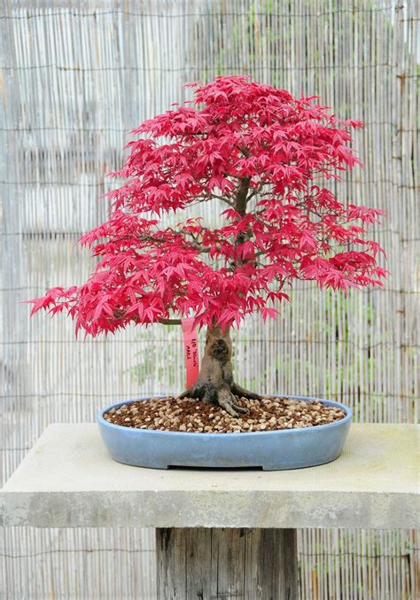 Japanese Maple Acer Palmatum Fireglow Fireglow Japanese Maple has an ...