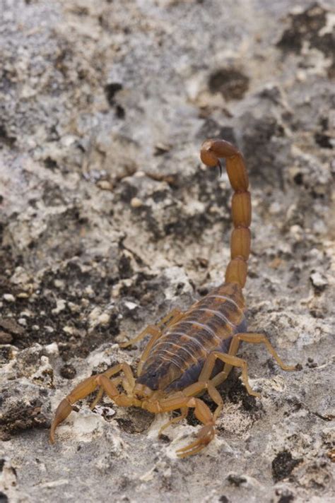 The story behind this viral photo of a squirrel eating a snake at a ...