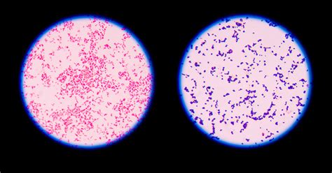 Image result for Microscope Staining