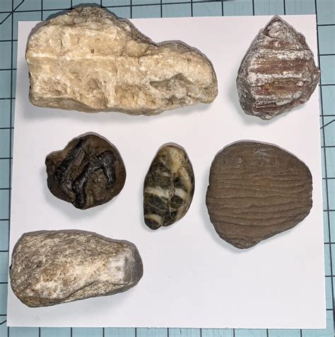 Found in Central New Mexico : r/fossilid