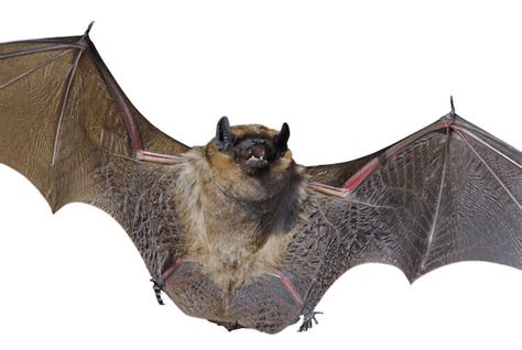 Image result for Bat Python Turtle