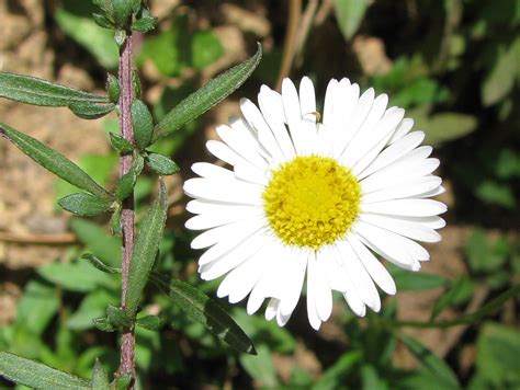 Rochelle Wallace: Types Of White Flowers With Names - Daffodil Type ...