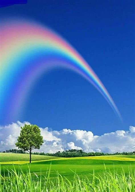 Image result for Rainbow Design CSS CodePen