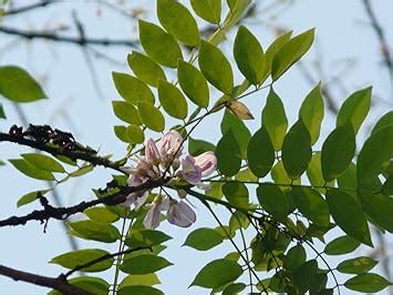 Creative Farmer Cheema Konna Plant (Gliricidia Sepium) Outdoor Plants ...