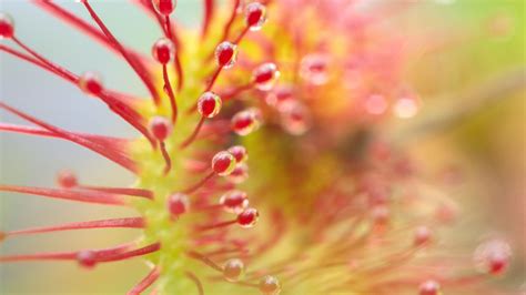 Download wallpaper 1600x900 drosera, plant, drops, macro, transparent ...