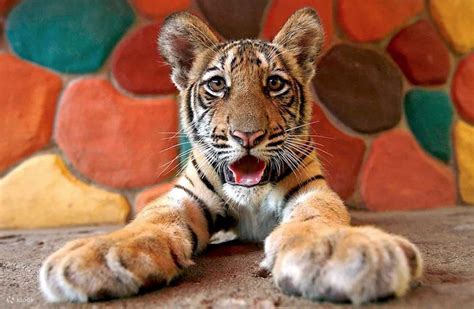 Sriracha Tiger Zoo Entry Ticket in Pattaya, Thailand - Klook India