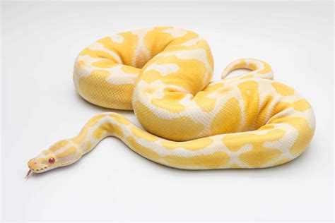 Image result for Albino Python Snake