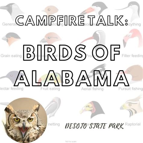 Campfire Talk: Birds of Alabama, 7104 DeSoto Pkwy NE, Fort Payne, AL ...