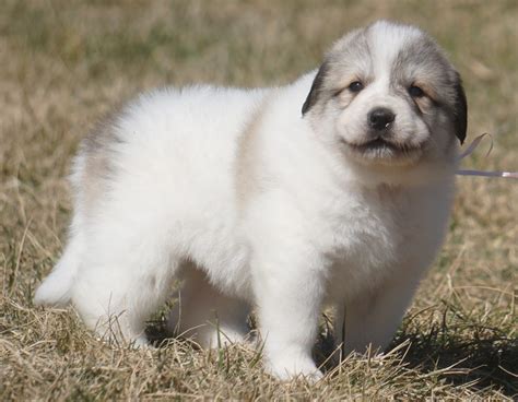 Great Pyrenees Puppies for Sale - Harvest Acres Great Pyrenees
