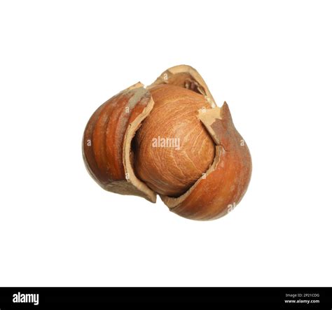 Image result for Hazelnut in Shell