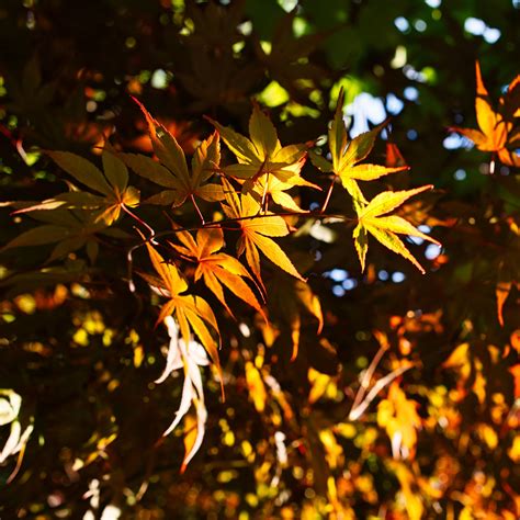 Download wallpaper 2780x2780 leaves, maple, branches, sunlight ipad air ...