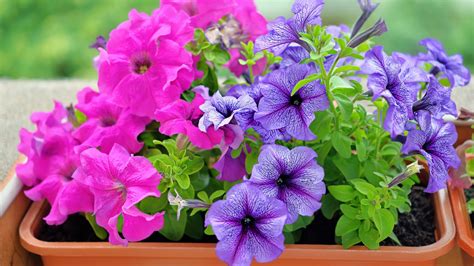 How To Grow Wave Petunias From Seed | Storables