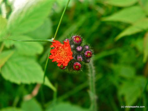 Indian Paintbrush in bloom ( New Discovery).jpg | Vermont State Parks