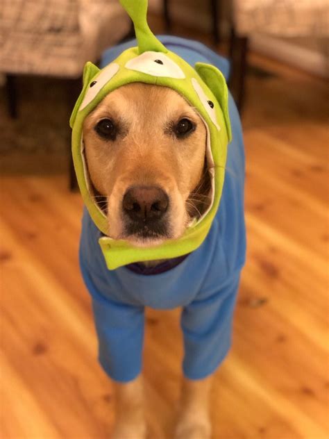Image result for Alien Dog Costume