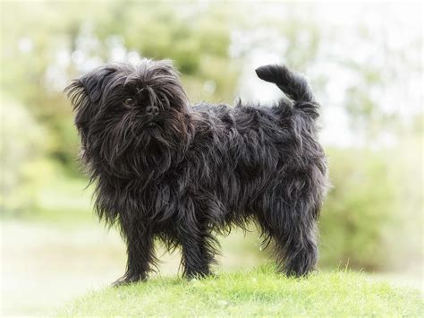 Affenshire | Affenpinscher dog, Dog breeds, Cute small dogs