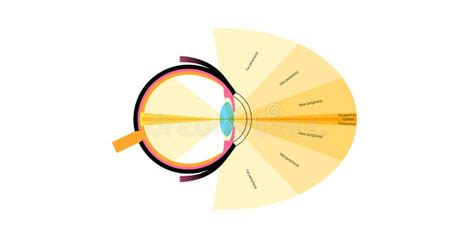 Image result for Peripheral Vision Field of View