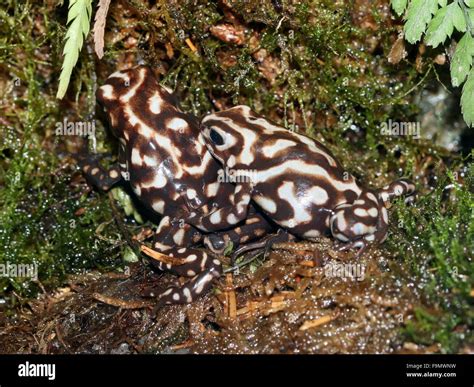 Poison dart frogs camouflage hi-res stock photography and images - Alamy