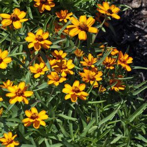 CYBEXIS XLR-6 - Imp. Zinnia Star Gold Flower - (90 Seeds) Seed Price in ...