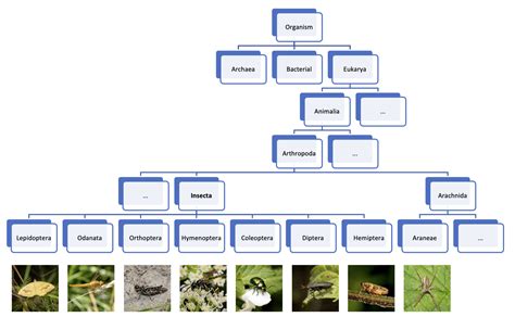 Insect Order Classification Chart 的图像结果