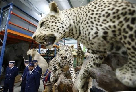 Lions, leopards among stuffed animals seized in French - Photos,Images ...