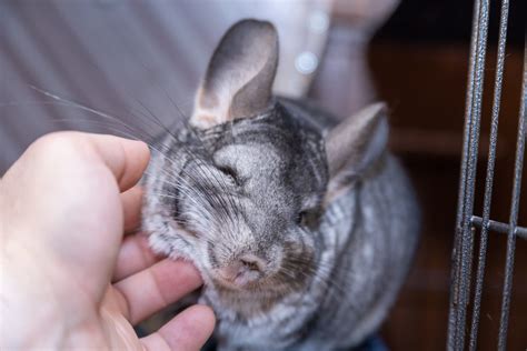 26 Chinchilla Pictures You Need to See | Reader's Digest