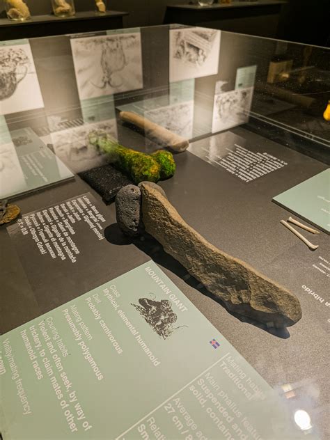 Icelandic Phallological Museum in Reykjavik | Unique things to do in ...