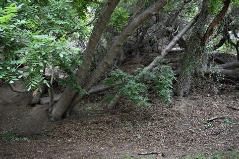 Nature Trail 的图像结果