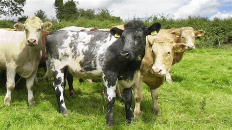 State plans €1.9bn farming sector boost – The Irish Times
