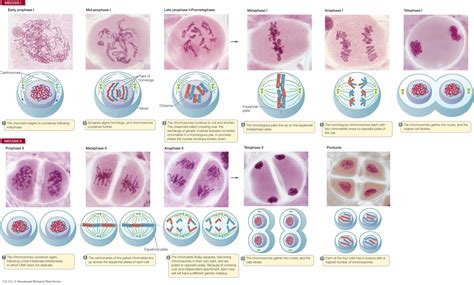 Meiosis Ii Phases And Significance Of Meiosisii Cell