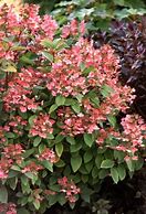 Image result for Quick Fire Hydrangea Tree Form