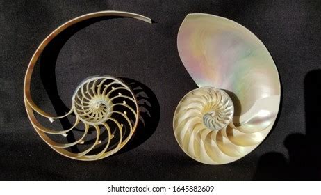 Image result for Tortoishell Split Mod