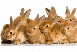 Image result for Baby Bunnies Wallpaper