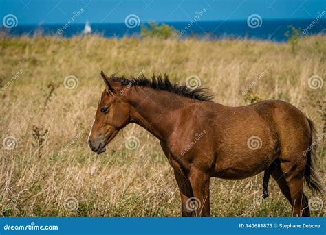 Giovane Cavallo Maschile Virile Maschio Con Il Suo Pene Fuori Immagine ...