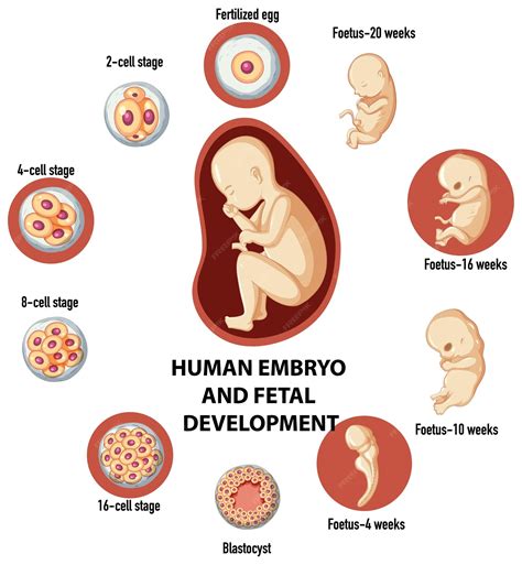 Image result for Early Embryo Development
