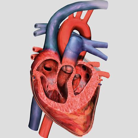 Image result for Heart with Name Using Python