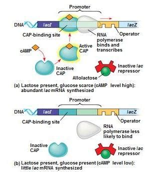 Image result for Positive Und Negative Regulation Lac Operon Chart