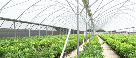 Complete Guide on Greenhouse Irrigation Systems | Netafim India Blog