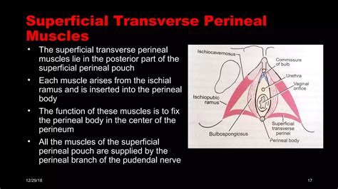 Perineal pouches & urogenital diaphragm | PPT
