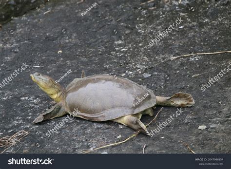 Image result for Round Shell Turtle