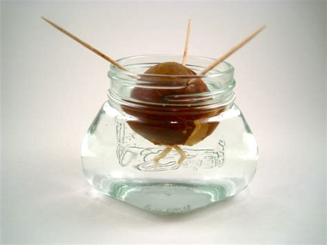 Susan Marie : On Growth : An Avocado Tree From Seed