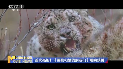 《雪豹坚强岁月》第25集。周卫国带队回上海执行任务_腾讯视频