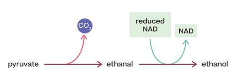 Anaerobic respiration in mammals, plants and yeast - Biology : Explanation & Exercises - evulpo