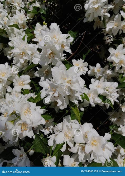 Pretty white flowers stock image. Image of flora, summer - 274563139