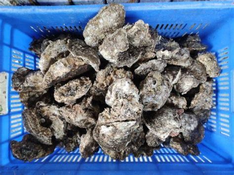 Image result for Alive Shellfish