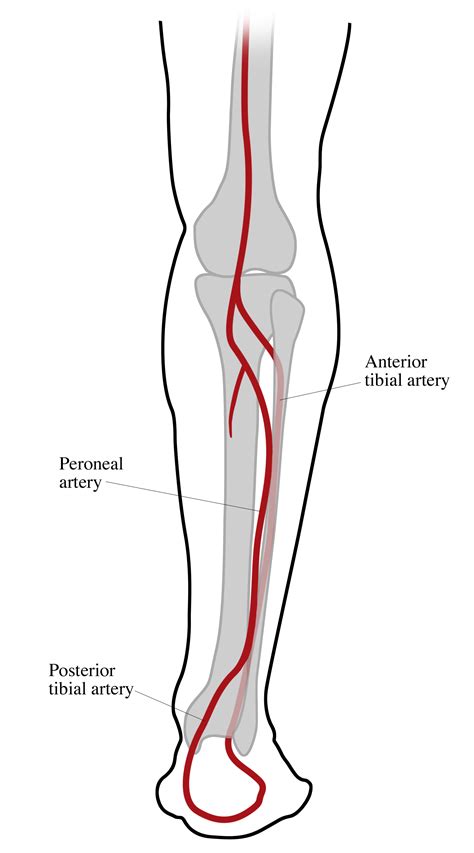 Medical Illustration Gallery - Learning Modules | CT Scanning | CT ...