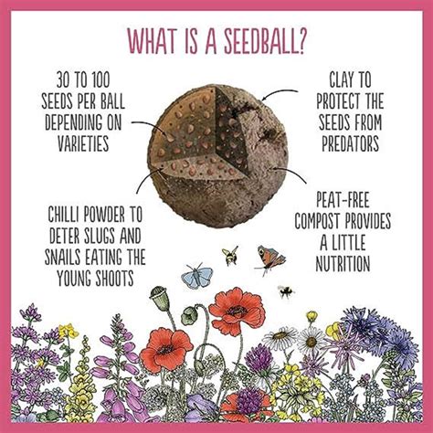 Buy Seedballs hedgehog mix: Delivery by Waitrose Garden